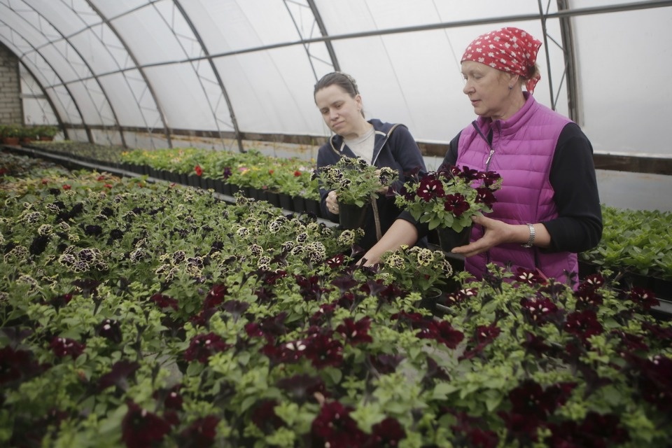 Пошли в рост