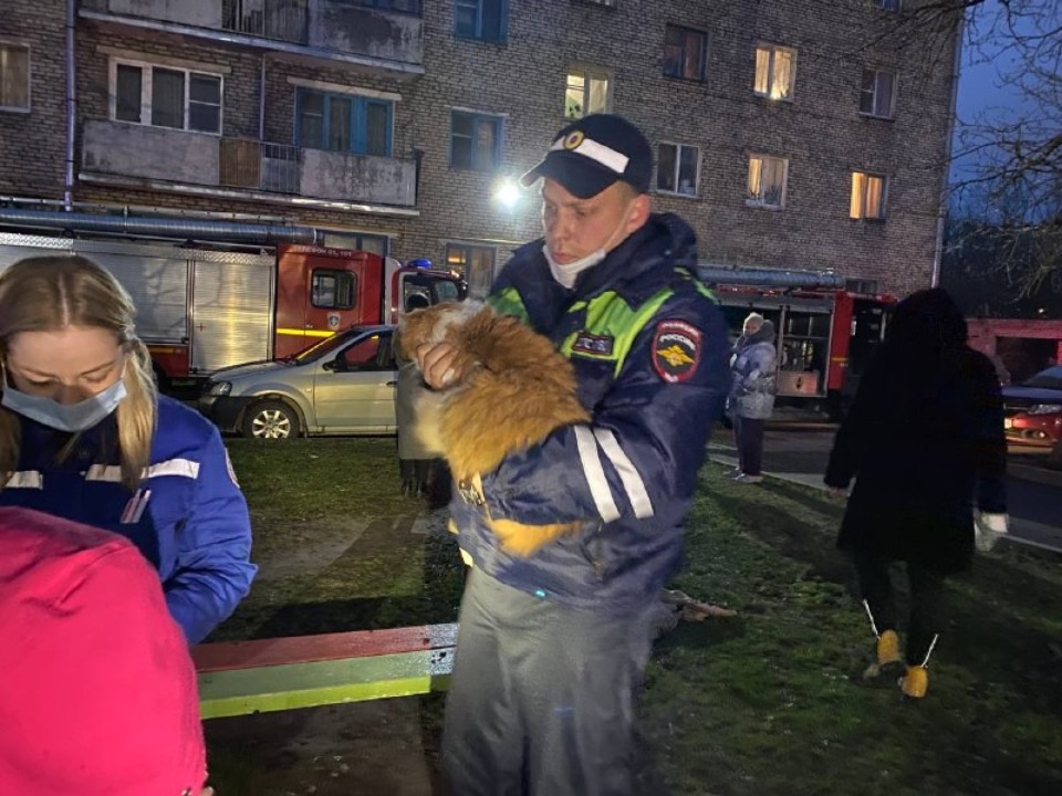 Людей и кота спасли псковские полицейские во время пожара в Пскове