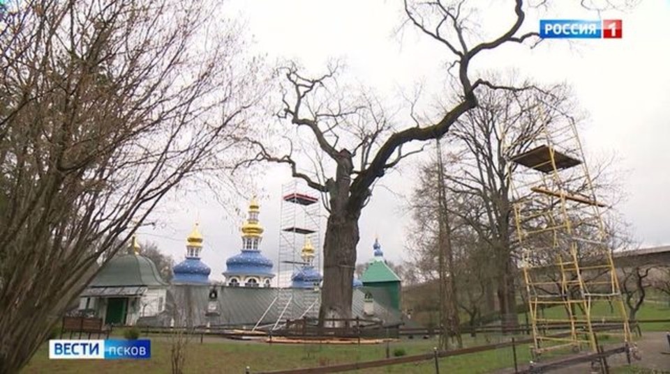 Псковичей призывают голосовать за 600-летний печорский дуб
