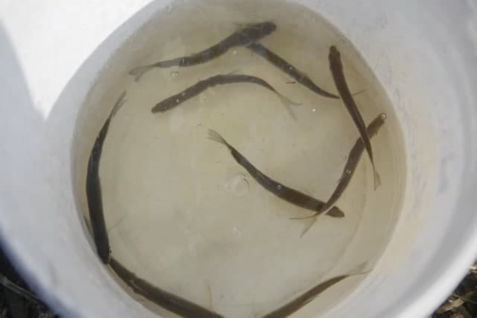 С 5 мая на водоёмах Псковской области запретили использовать сети