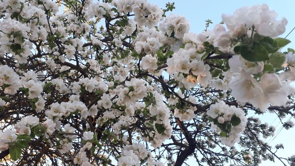 Дожди и грозы ожидают жителей Псковской области 19 мая