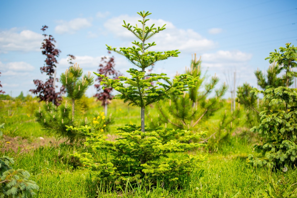 Ответственное лесопользование