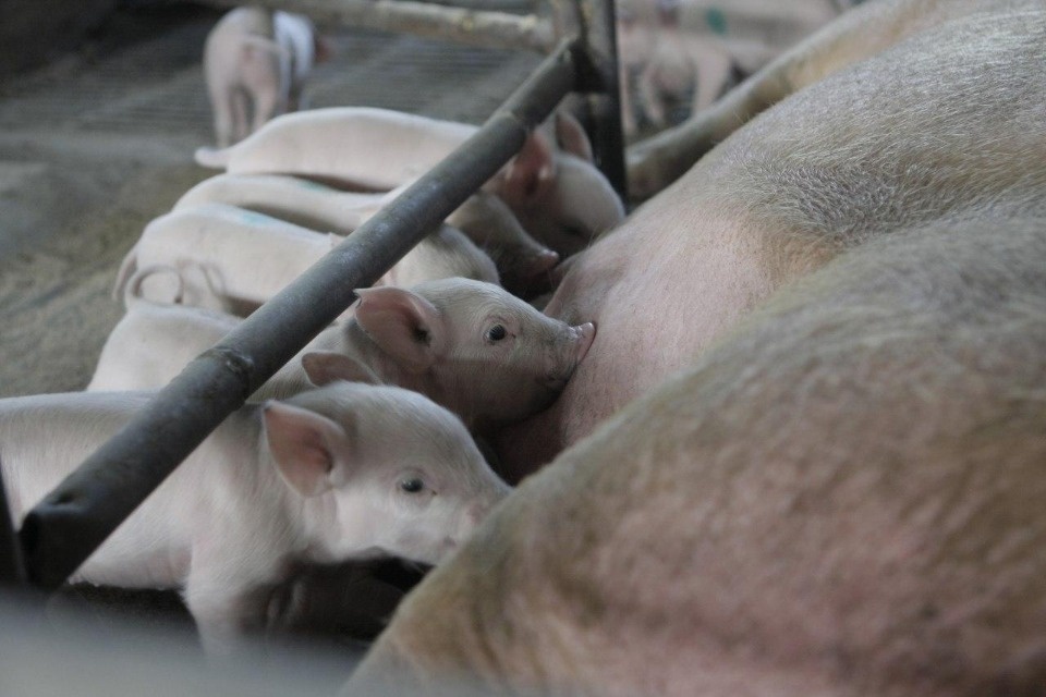 Поголовье свиней в Псковской области выросло на 12,2%