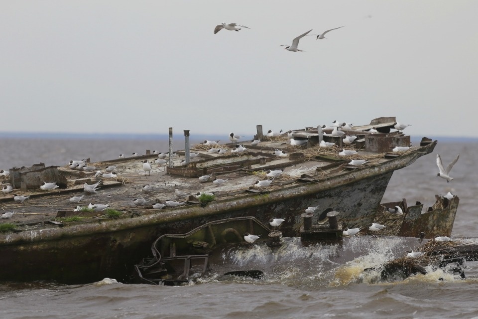 Поплыли! Поплыли!