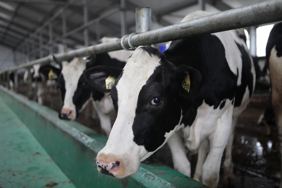 Новосокольническая ферма начала поставлять молоко для Danone