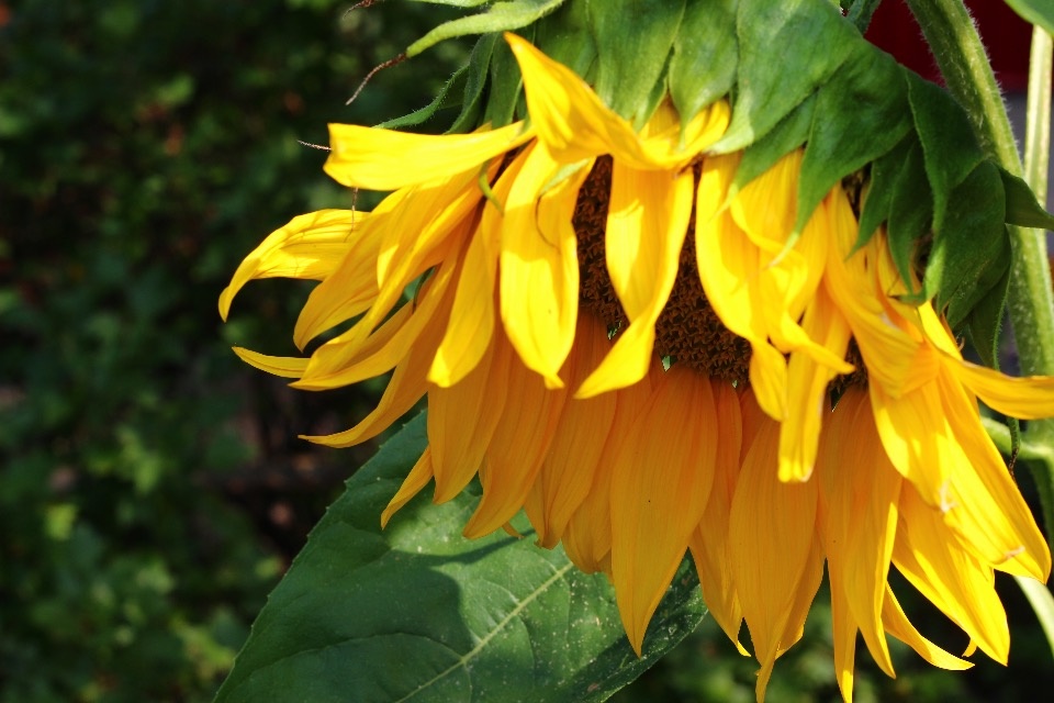 Июнь в Псковской области будет теплым и комфортным Июнь в Псковской области будет теплым и комфортным