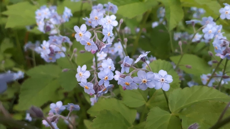 4 июня в Псковской области ожидается до 27 градусов тепла
