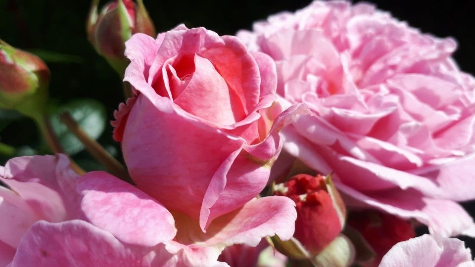 До 29 градусов тепла обещают жителям Псковской области 7 июня  