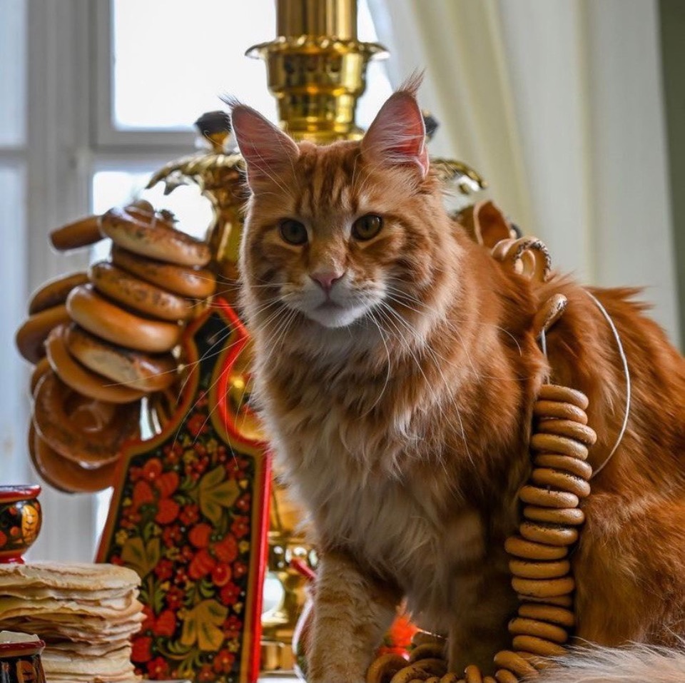 В Псково-Печерском монастыре объяснили, зачем ведут аккаунт кота Владыки