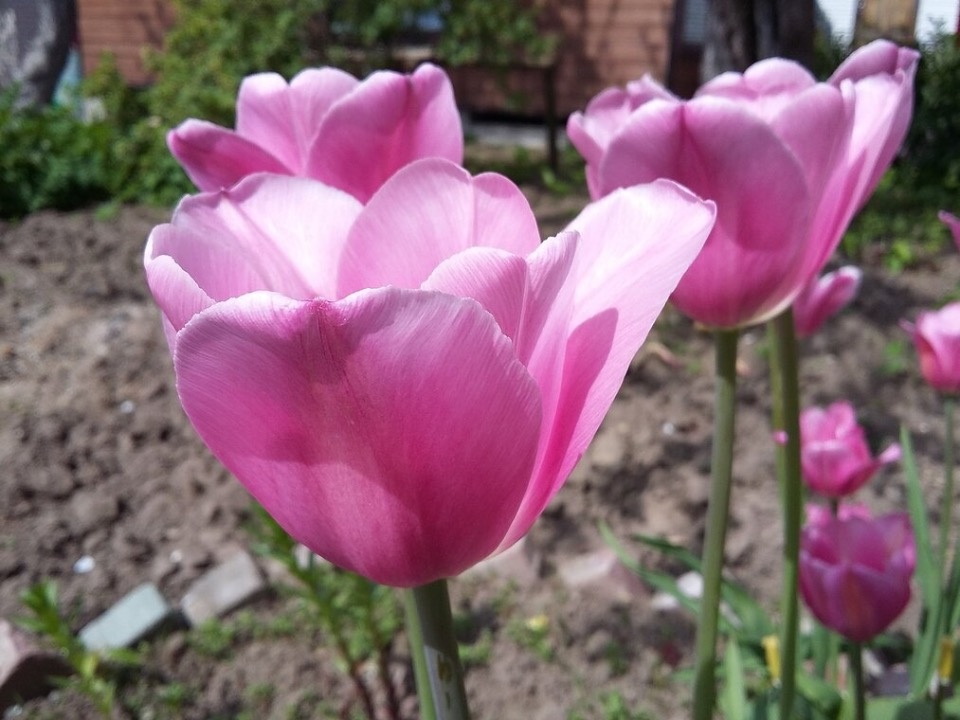 До 27 градусов тепла и кратковременный дождь обещают псковичам 10 июня