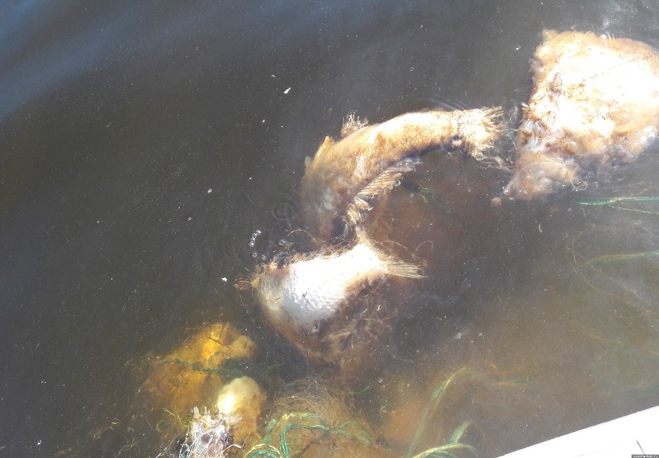 Около тысячи сетей с рыбой бросают в водоёмах Псковской области ежегодно