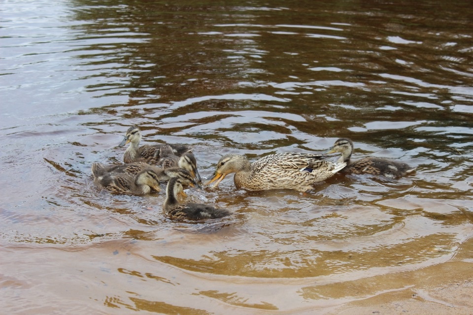 До 36 градусов жары и грозы прогнозируют в Псковской области 22 июня