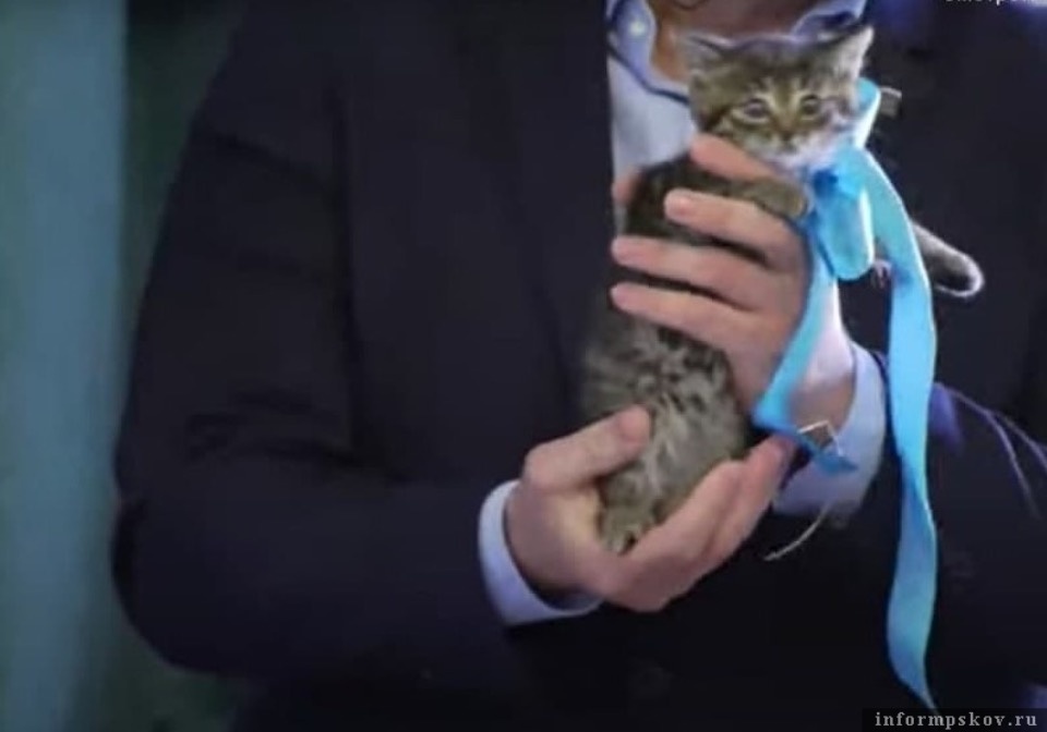 Елене Полонской на сессии гордумы подарили котёнка 