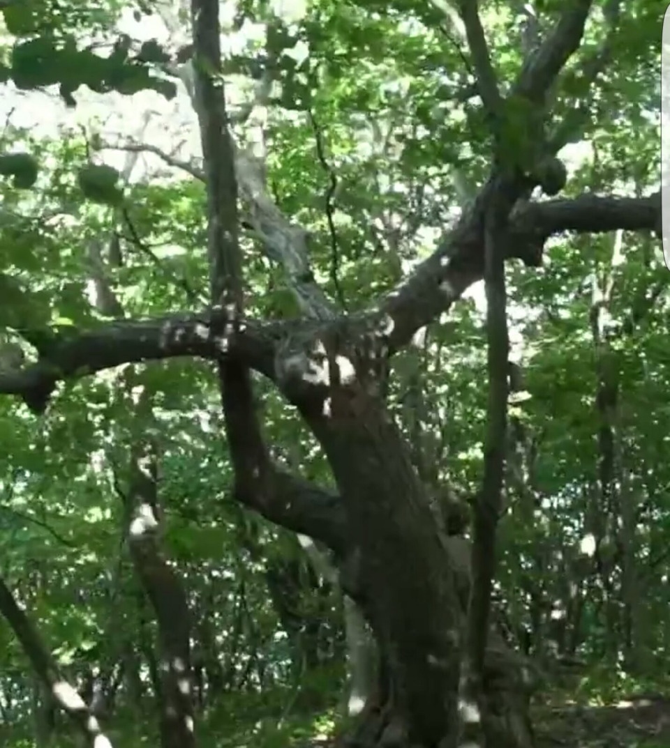 Ролик о Полистовском заповеднике получил приз конкурса «Nespresso Talents 2021»