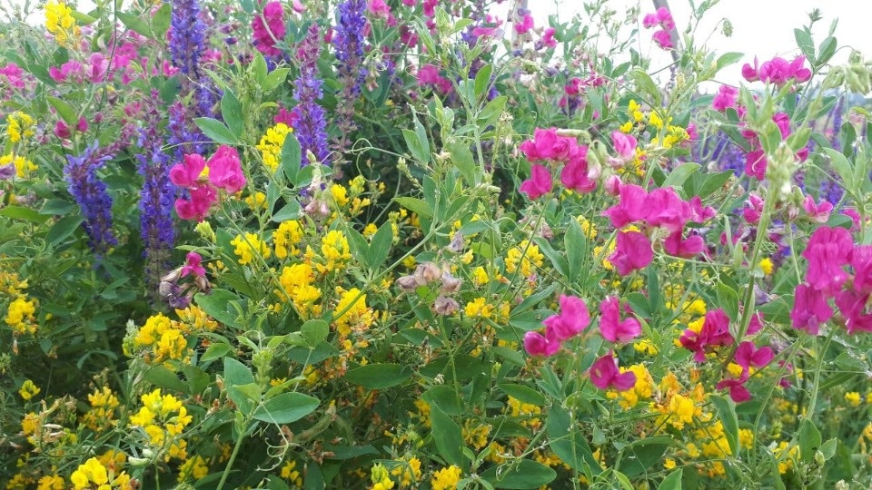 До 29 градусов тепла прогнозируется в Псковской области 5 июля