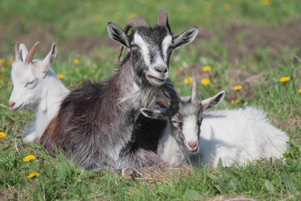 Фермеры Псковской области вошли в агрегатор внутреннего туризма «Свое. За городом»