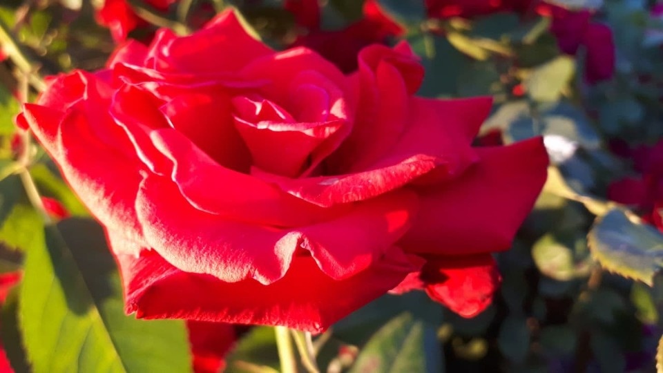 До 32 градусов тепла ожидается 7 июля в Псковской области