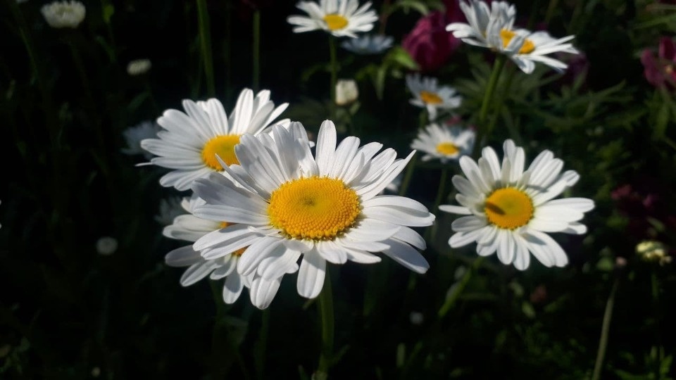 До 33 градусов тепла ожидается в Псковской области 16 июля