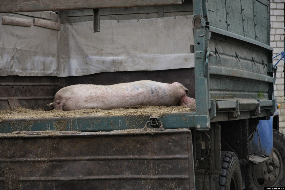 Почти 2 тысячи кабанов будут убиты в псковских лесах