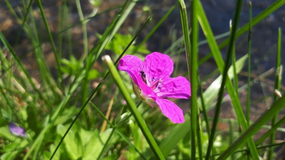  В Псковской области похолодало до +26 градусов