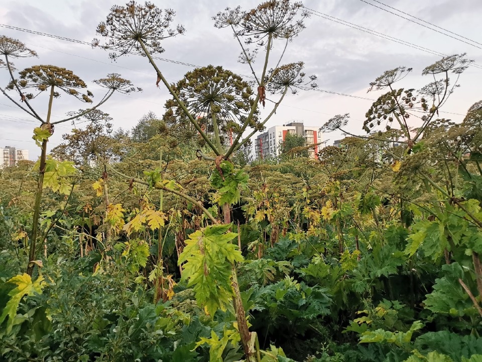 Борьба с борщевизмом