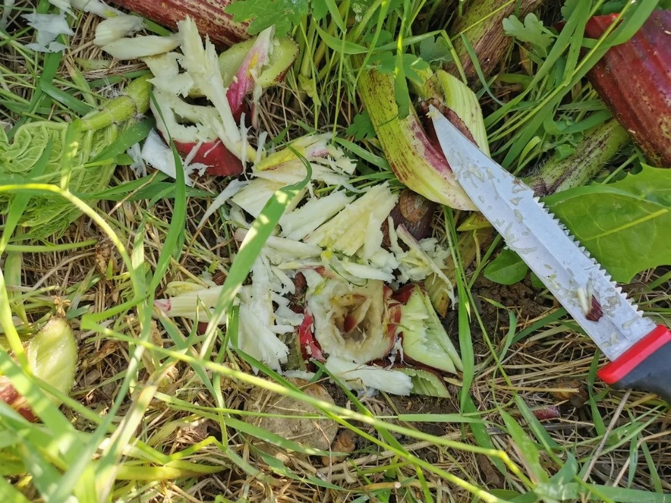 Борьба с борщевизмом