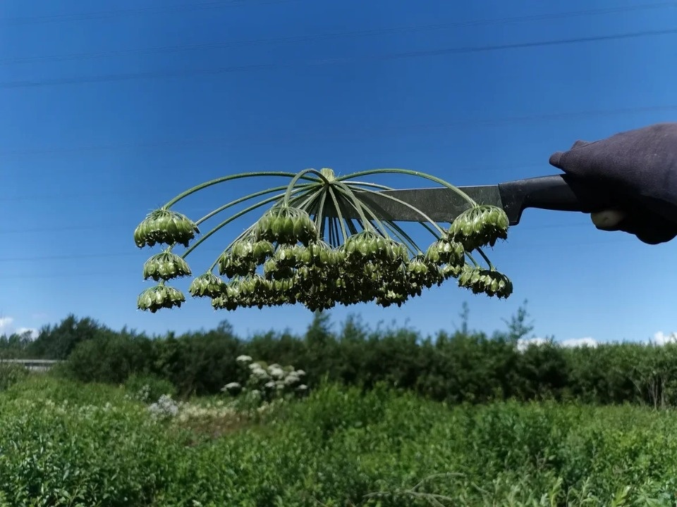 Борьба с борщевизмом