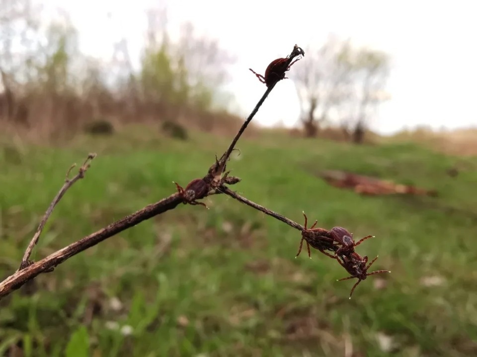 Борьба с борщевизмом