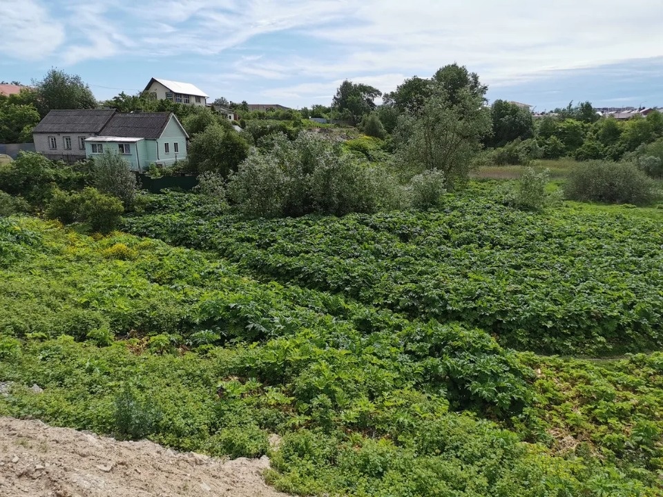 Борьба с борщевизмом