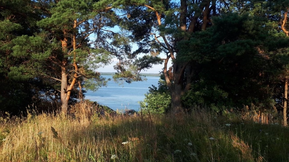 Только 24 градуса тепла будет днём 24 июля в Псковской области