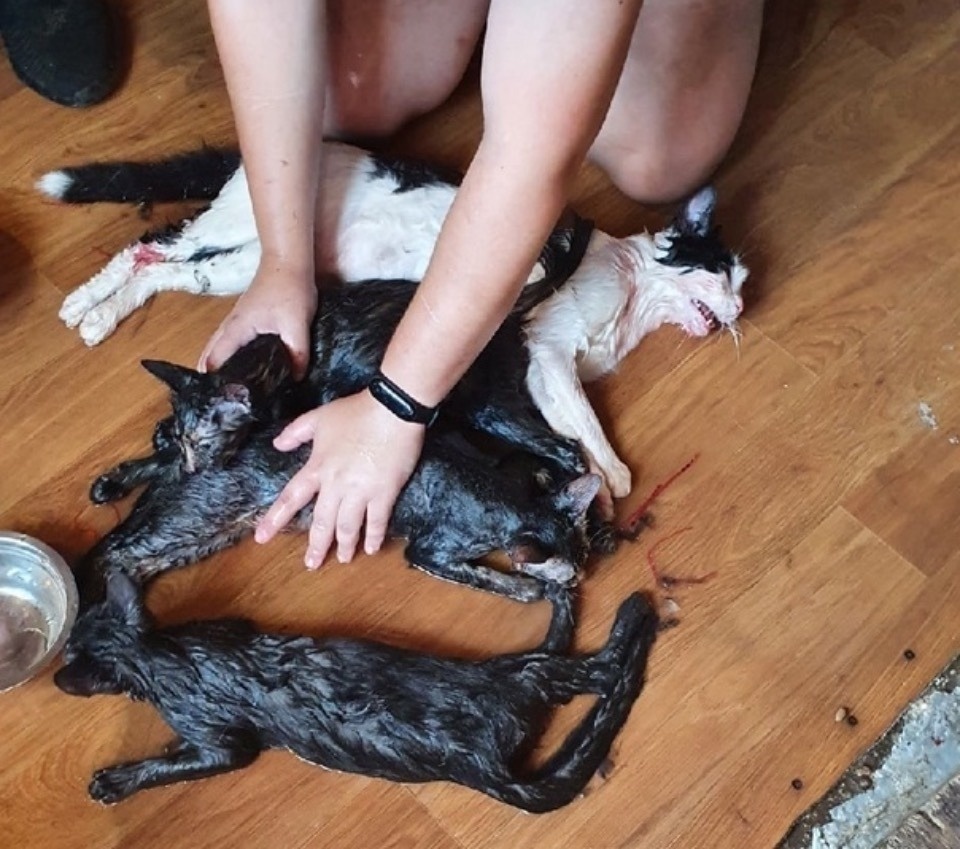 Решается вопрос о возбуждении уголовного дела по факту доставки в приют в Пскове умирающих кошек Решается вопрос о возбуждении уголовного дела по факту доставки в приют в Пскове умирающих кошек