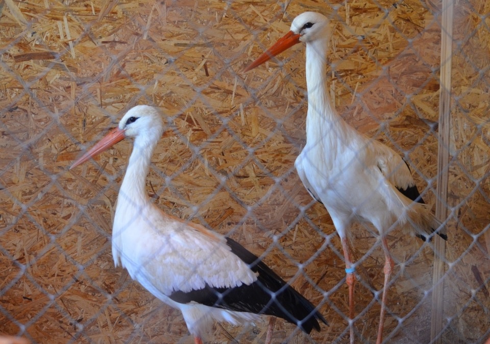 Два птенца появились на свет в центре помощи «Дом белого аиста»