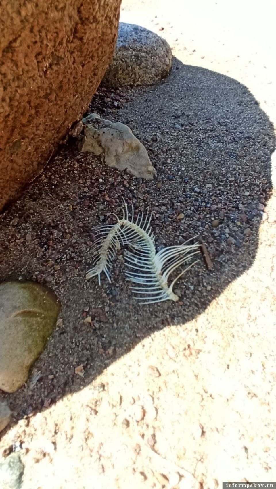 Из-за высоких температур в псковских водоёмах гибнет рыба