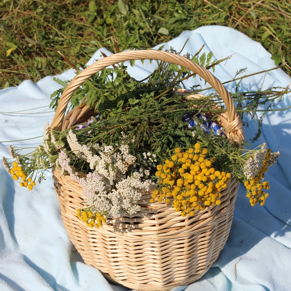 До 26 градусов тепла и кратковременные дожди ожидаются в Псковской области