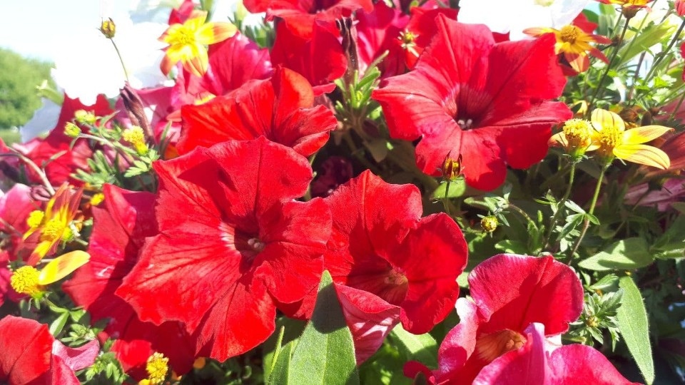 Кратковременные дожди и 23 градуса тепла ожидается в Псковской области 13 августа