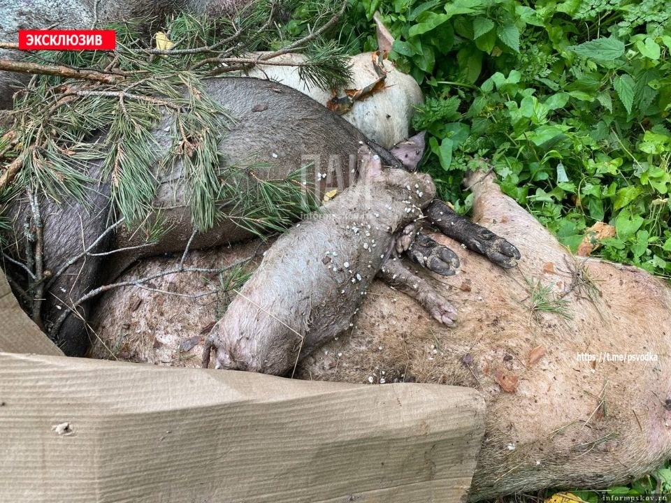 В псковском лесу нашли туши мертвых свиней В псковском лесу нашли туши мертвых свиней