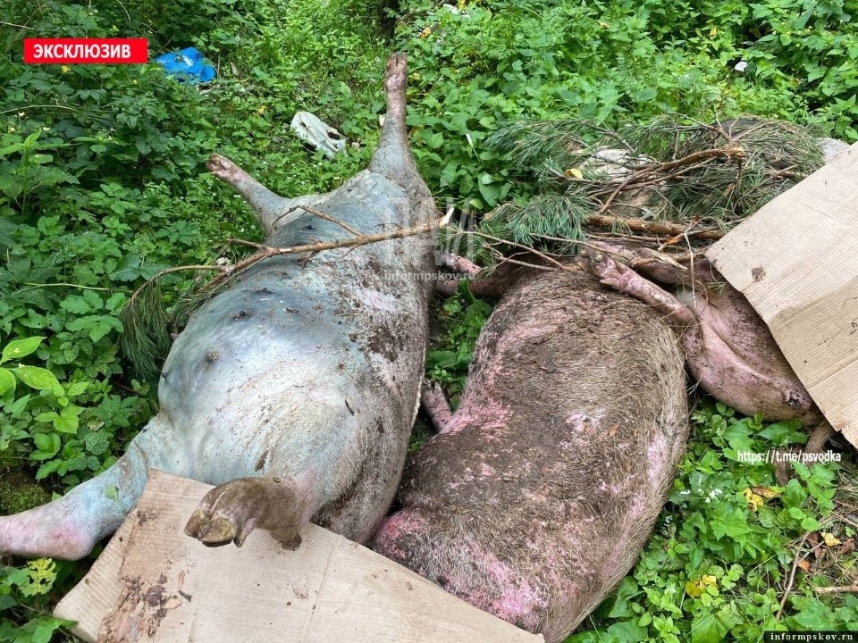 Несанкционированное захоронение свиней уничтожают в Псковском районе 