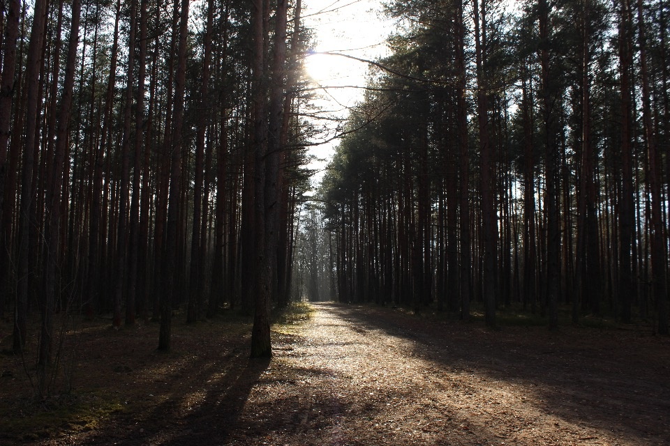 Пять человек потерялись в лесах Псковской области на выходных