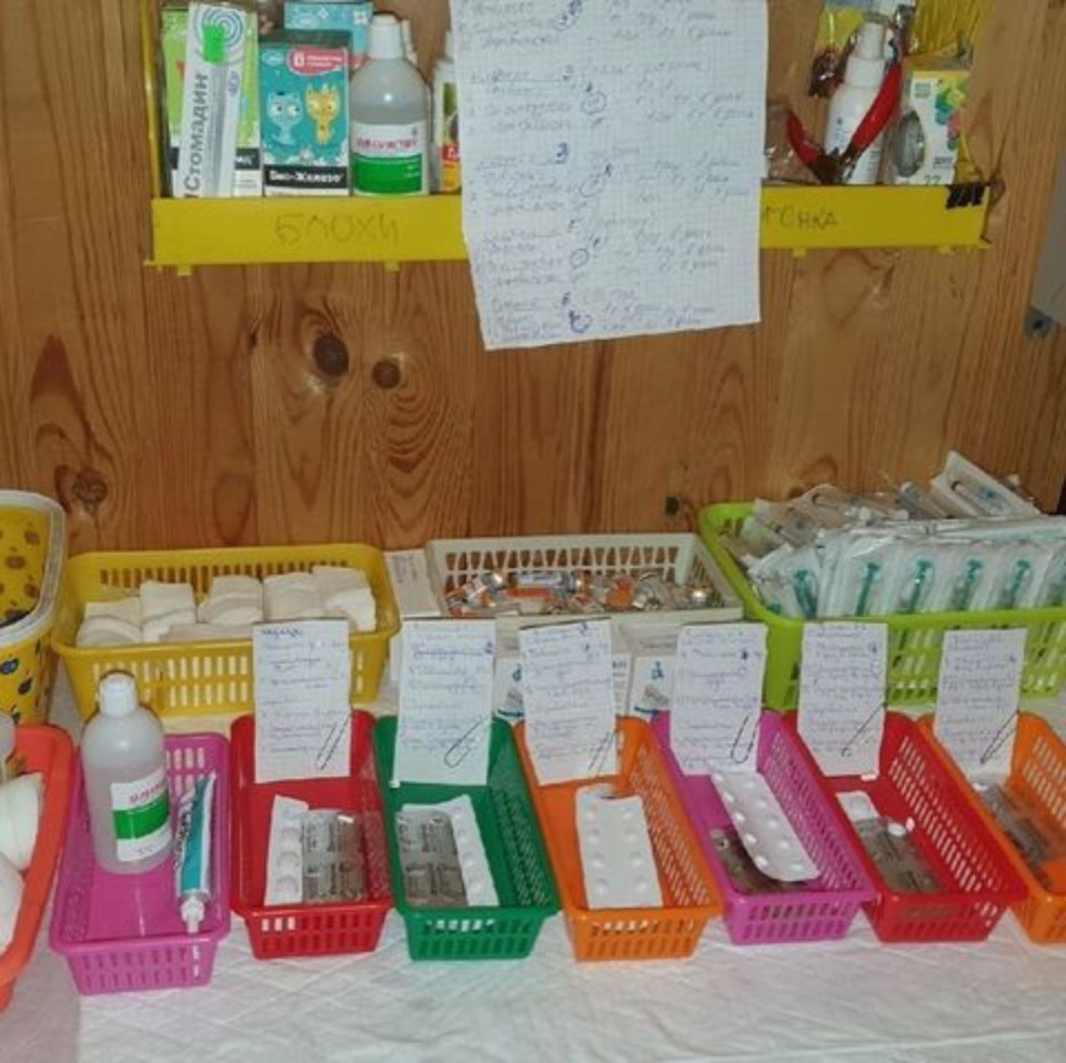 В кошачьем отделении приюта «Лесопилка» объявлен карантин