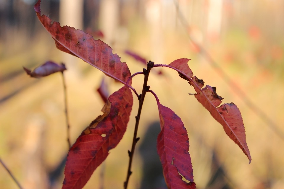 Сентябрь в Псковской области ожидается теплее климатической нормы