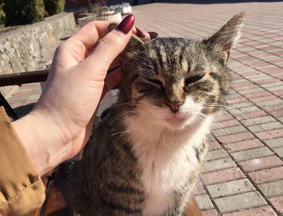 Ветеринар о выборе питомцев: Псковичи любят экзотику