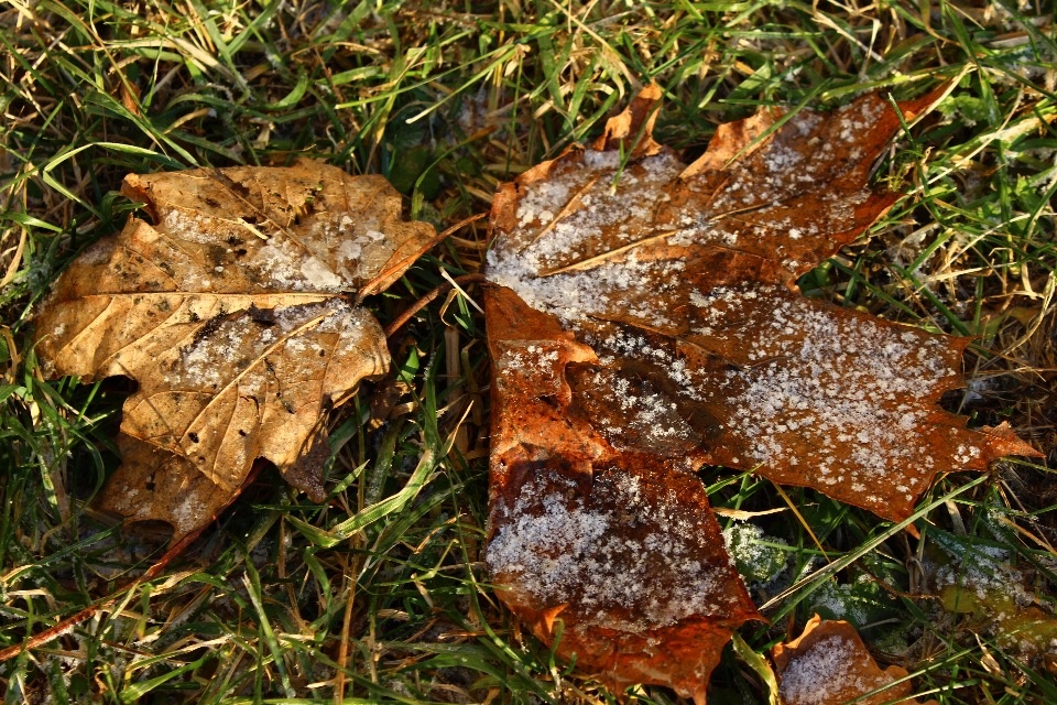 Заморозки до минус двух градусов прогнозируют в Псковской области 