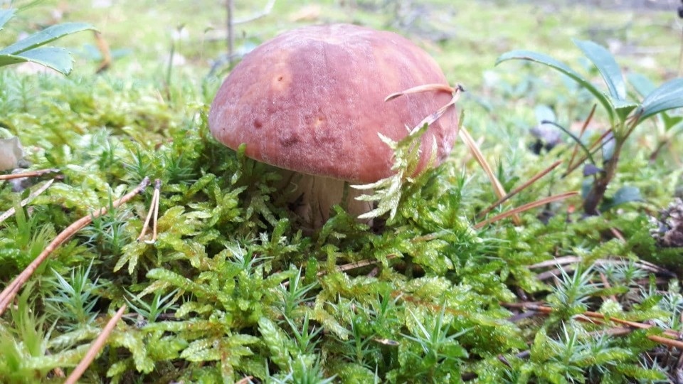 16 градусов тепла ожидается в Псковской области 6 сентября