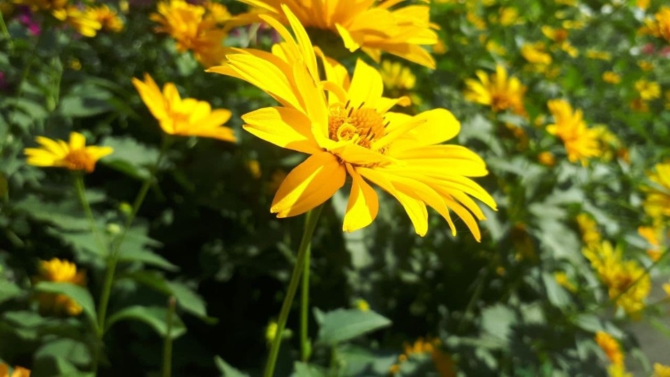 До 19 градусов прогреется воздух в Псковской области 7 сентября