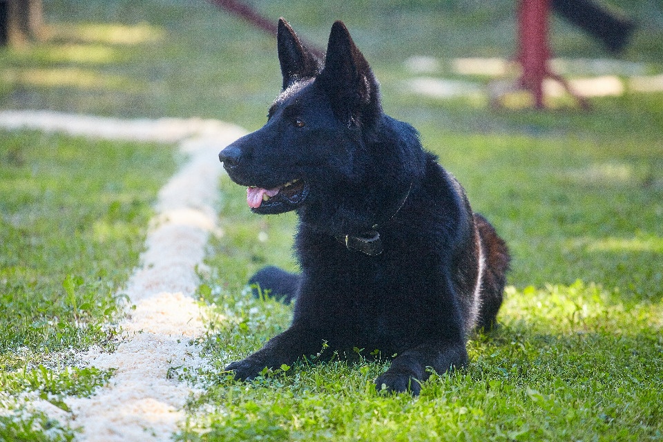 Псковичи и их собаки стали призерами по NoseWork в Санкт-Петербурге