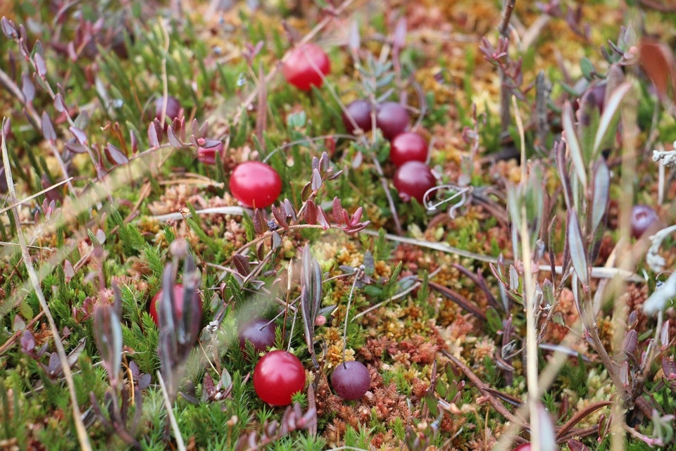 Сбор клюквы разрешили в охраняемой зоне Полистовского заповедника Псковской области