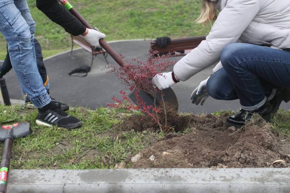 75 деревьев и кустарников высадили в Мирожском парке в Пскове