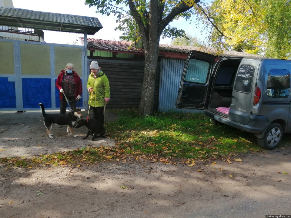 В Пскове появится такси для животных