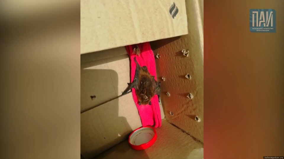 Летучую мышь из Лондона пытались спасти в Пустошкинском районе