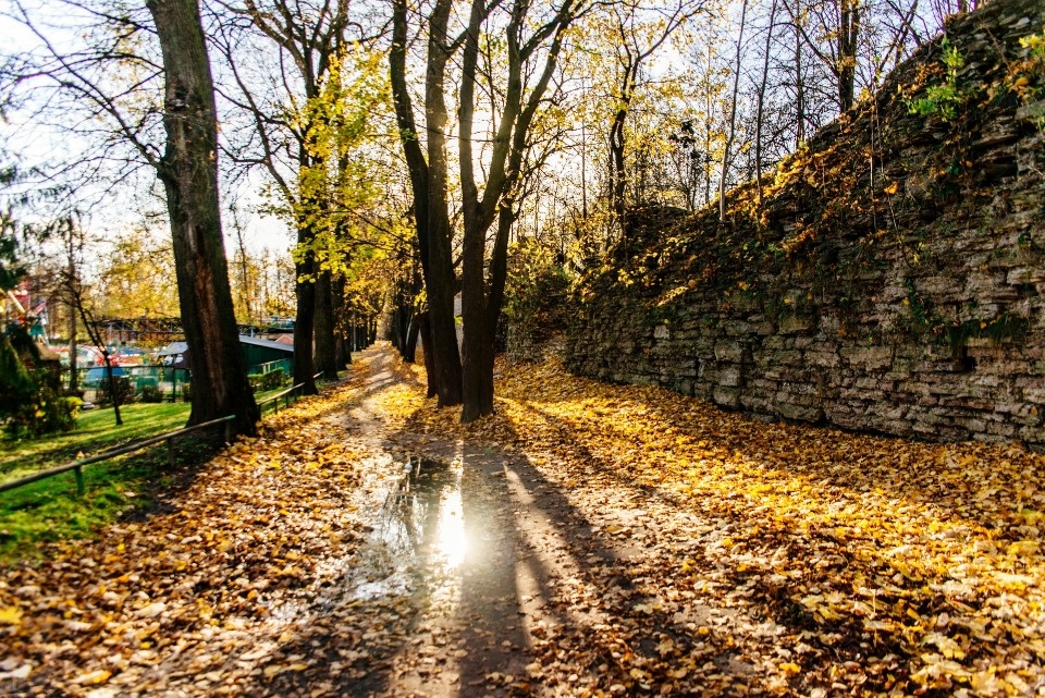 До 15 градусов тепла прогнозируется в Псковской области 7 октября